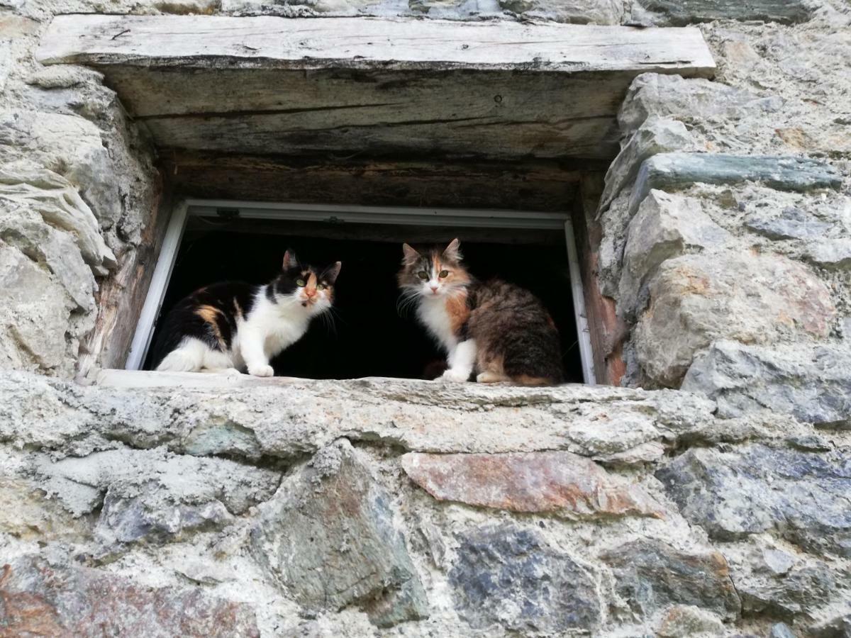 Vorderwiesgut Altenmarkt im Pongau Zewnętrze zdjęcie