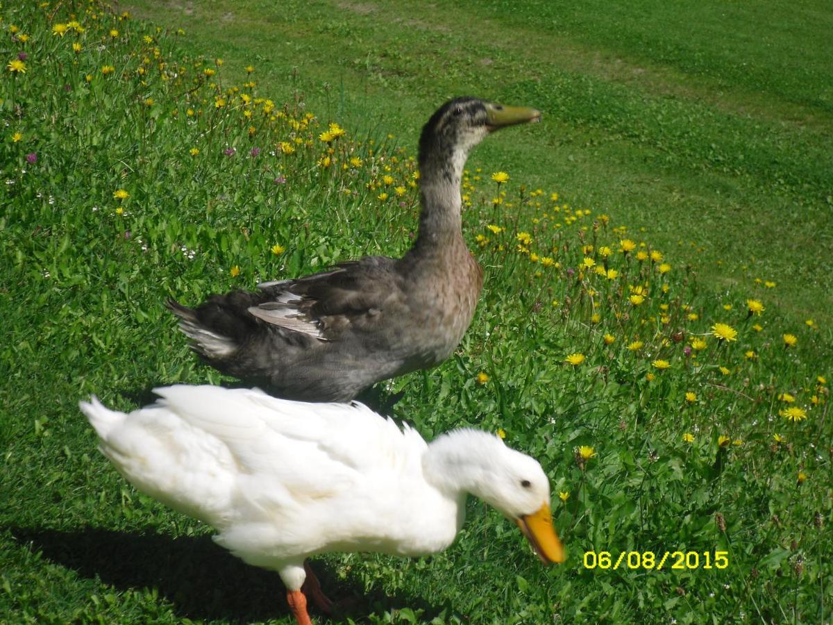 Vorderwiesgut Altenmarkt im Pongau Zewnętrze zdjęcie